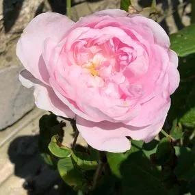 Comte de Chambord Rose (Rosa Comte de Chambord) 4